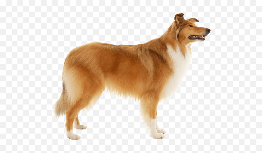 Collie - Rough Collie Medium Coat Png,Border Collie Png