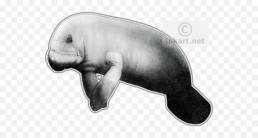 Image Royalty Free Stock Clipart - Manatee Drawing Transparent Png,Manatee Png