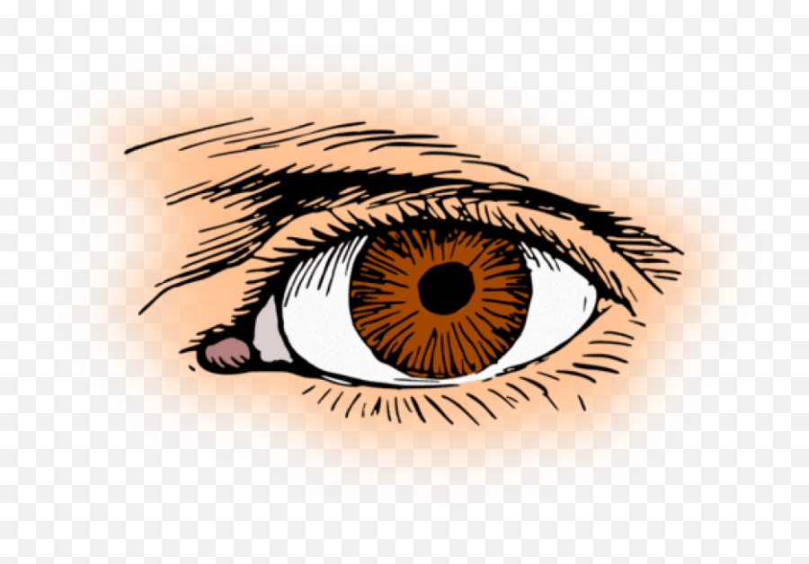 Download Eye Color Iris Pupil Human - Clip Art Png,Human Eye Png