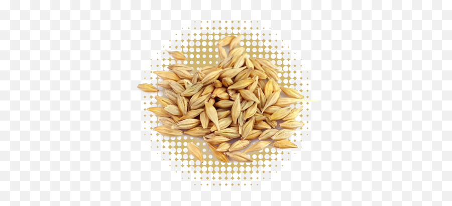 Wheat Barley Transparent Png Image - Food From Plants Seeds,Barley Png