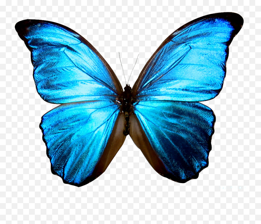 Icon Png Transparent Background - Transparent Background Blue Butterfly Png,Butterfly Png Images