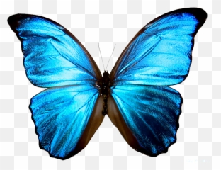 Icon Png Transparent Background - Blue Butterfly
