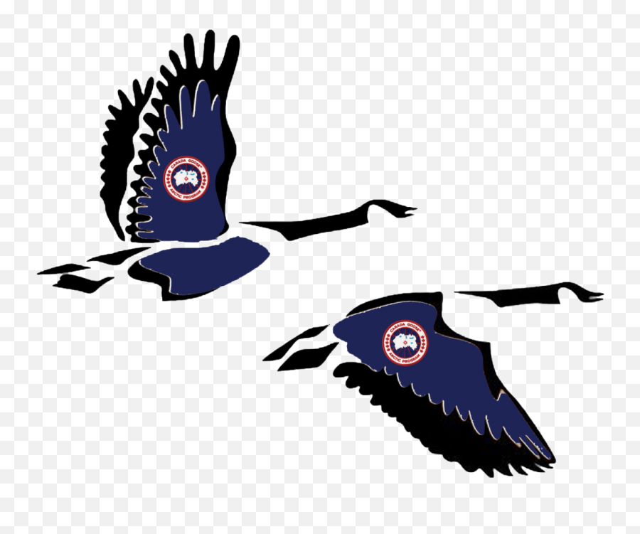 Canada Geese Flock To Lewisburg For The Winter - The Bucknellian Eagle Png,Geese Png
