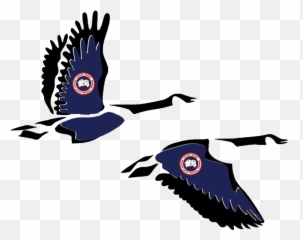 Canada Geese Flock To Lewisburg For The Winter - The Bucknellian Eagle Png,Geese Png