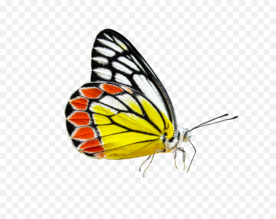 Monarch Butterfly Cartoon 29 Buy Clip Art - Spring Transparent Transparent Background Spring Clip Art Free Png,Butterfly Clipart Transparent Background