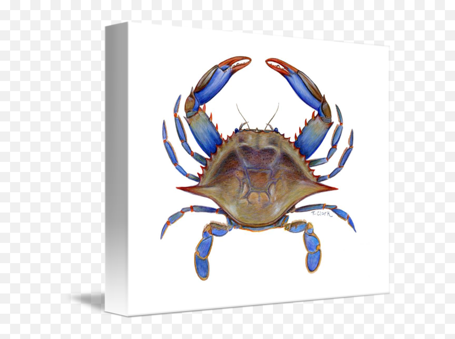 Blue Crab Callinectus Png