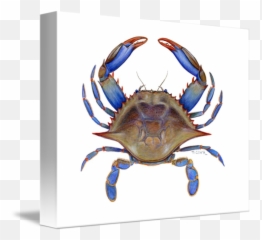 Blue Crab Callinectus Png