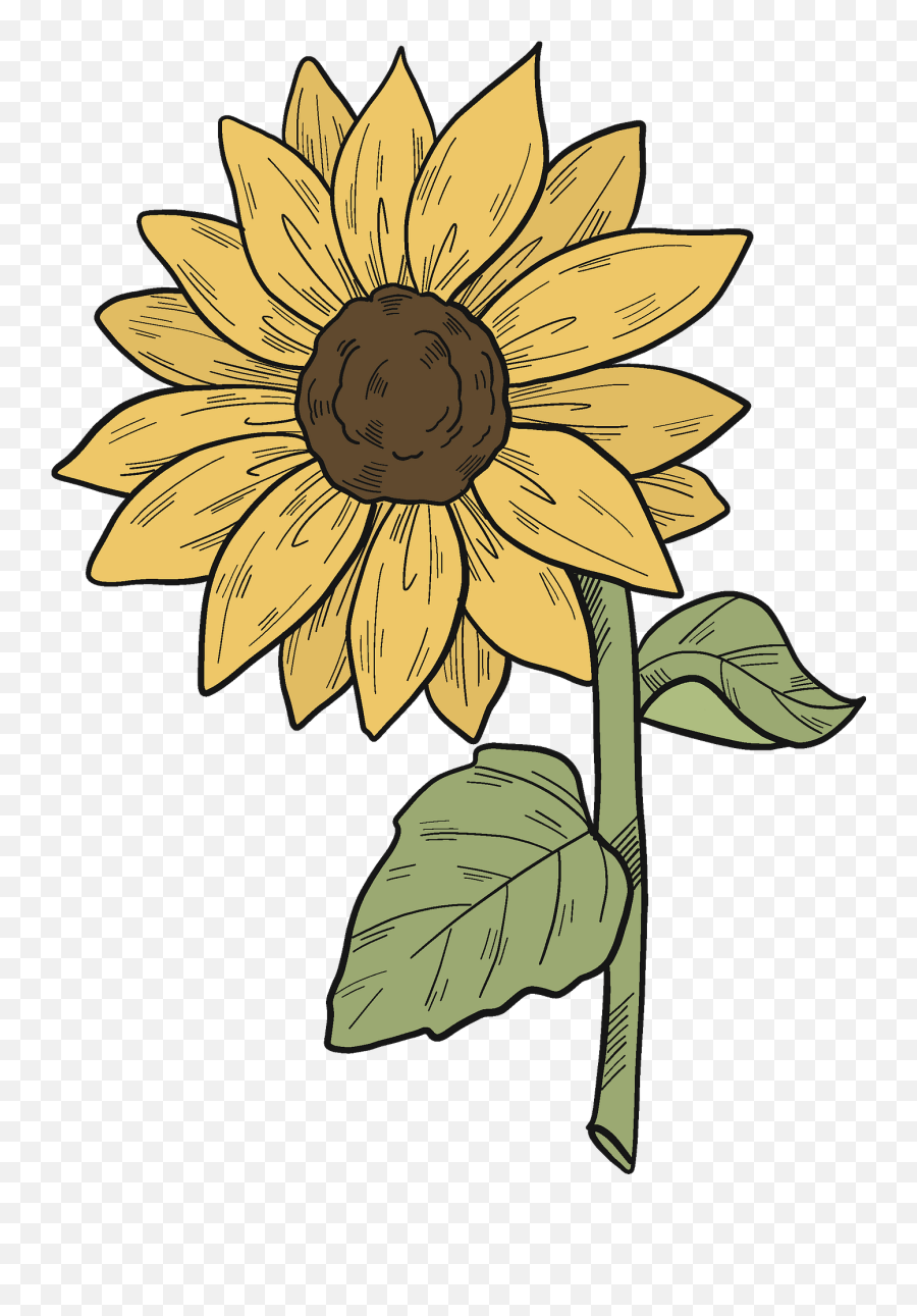 Sunflower Clipart Free Download Transparent Png Creazilla - Sunflower 11 Petals Clipart Black And White,Sunflower Clipart Png