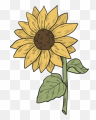 Sunflower Clipart Free Download Transparent Png Creazilla - 11 Petals Clipart Black And White