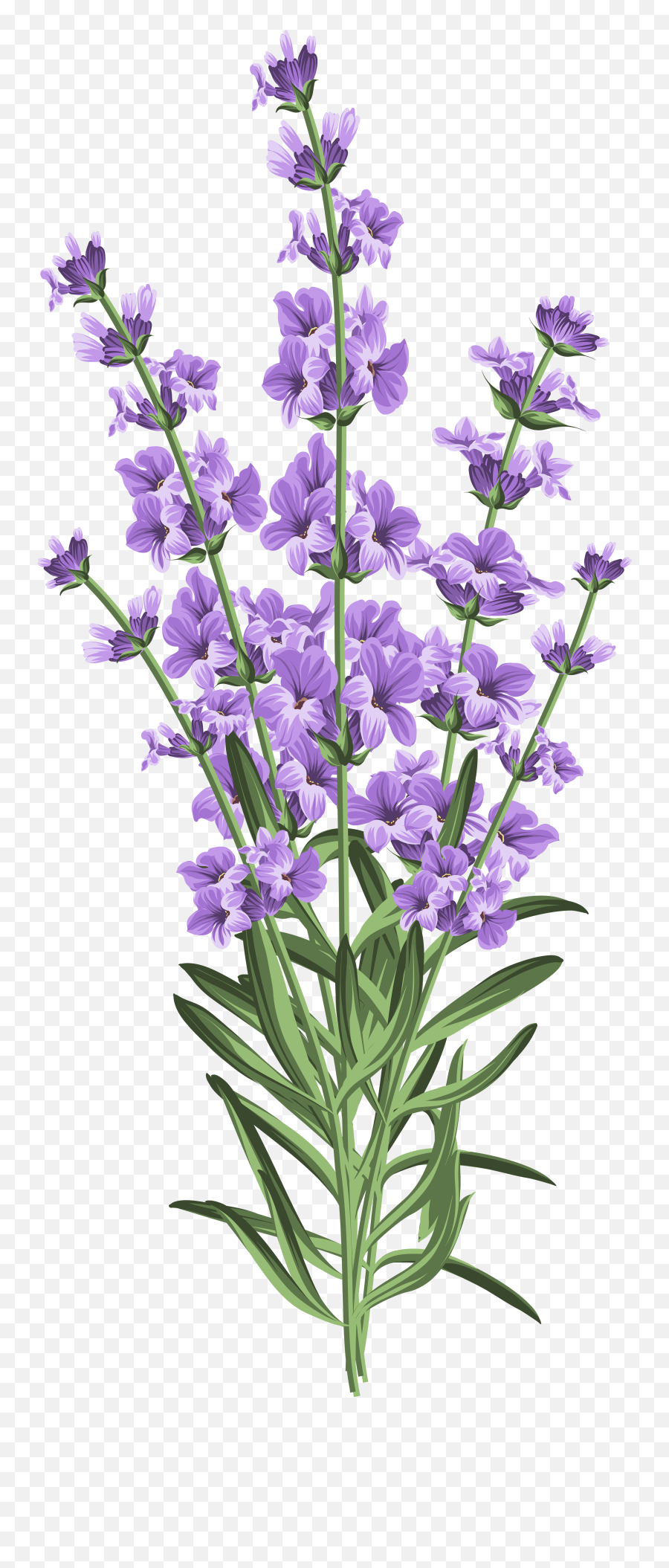 Lavender Flowers Png U0026 Free Flowerspng Transparent - Transparent Background Lavender Flower Png,Purple Flowers Png