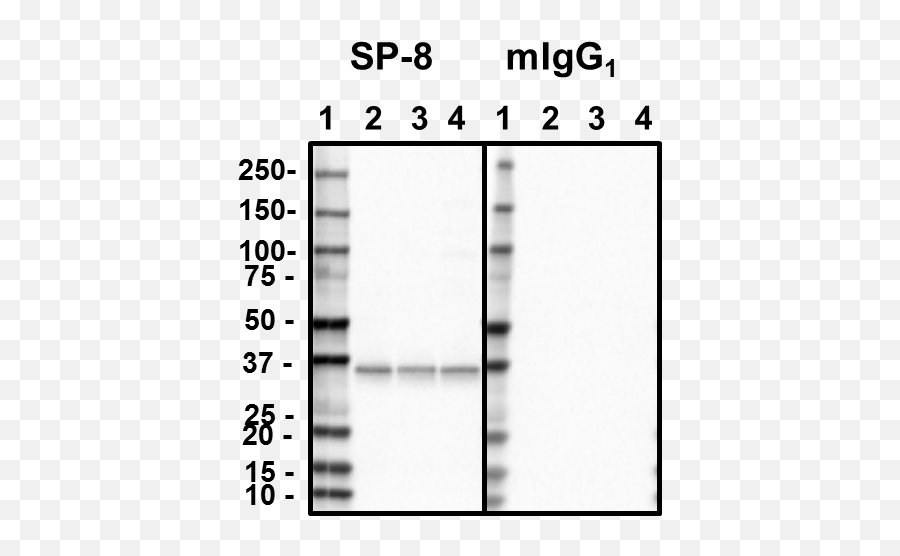 Purified Anti - Syntaxin Antibody Antisyntaxin Sp8 Horizontal Png,Antibody Png