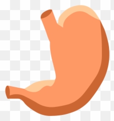 Download Stomach Drawing Label - Stomach Digestive System No Stomach Digestive System Clipart Png,Digestive System Png