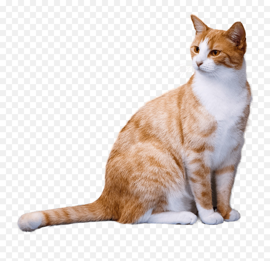 Ginger Cat Transparent Png - Transparent Transparent Background Cat Png,Transparent Cat