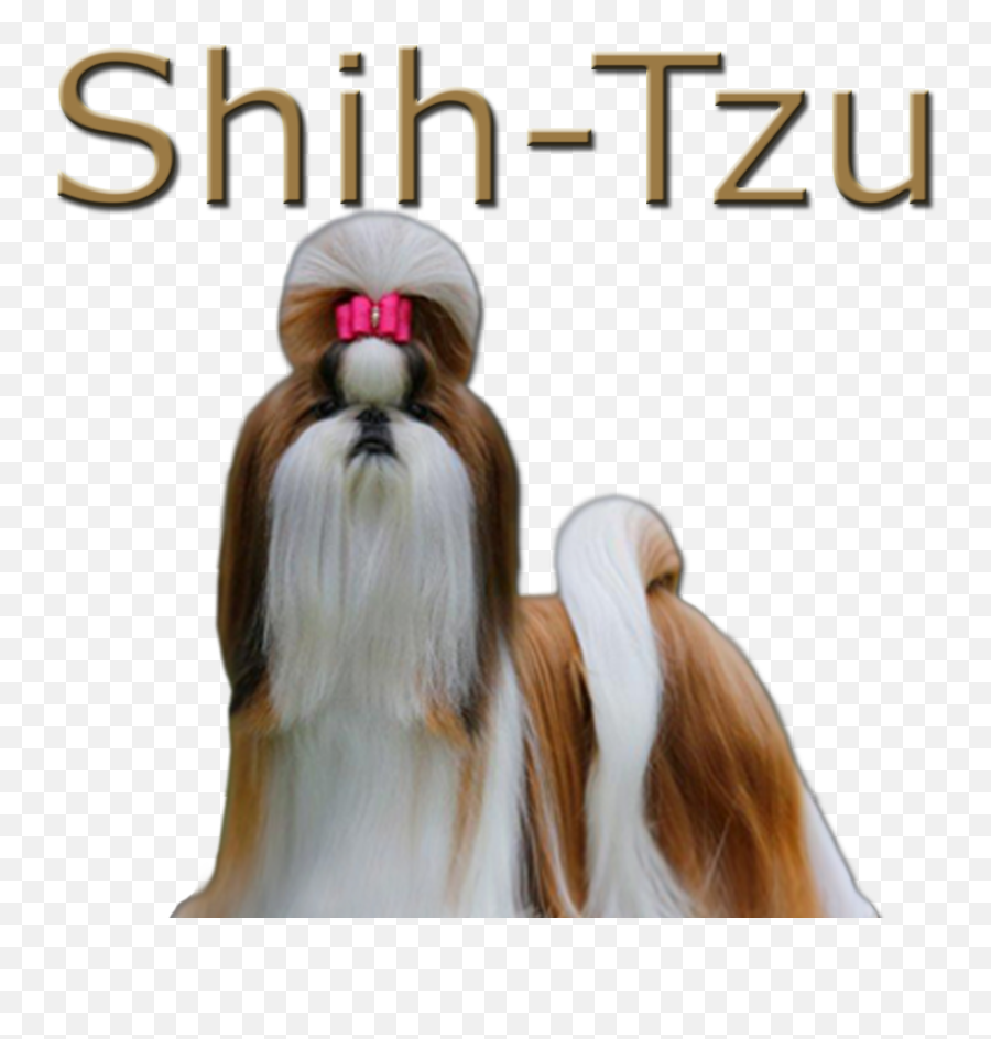 Download Shih - Vulnerable Native Breeds Png,Shih Tzu Png