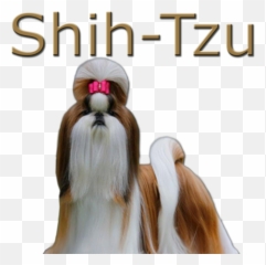 Download Shih - Vulnerable Native Breeds Png,Shih Tzu Png