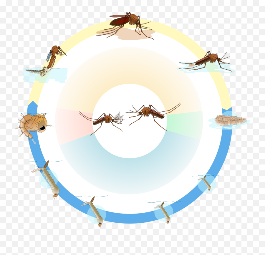 Life Cycle Mosquito Biology 101 - Mosquito Life Cycle Time Png,Mosquito Transparent