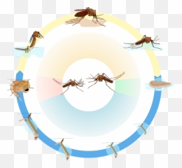 Life Cycle Mosquito Biology 101 - Mosquito Life Cycle Time Png,Mosquito Transparent