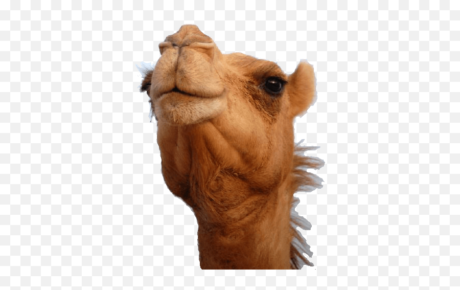 Camel Head Transparent Png - Stickpng,Animal Head Png