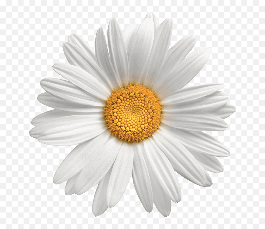 Transparent Background Flower Daisy Png - Daisy Flower Png Transparent,Daisy Transparent Background