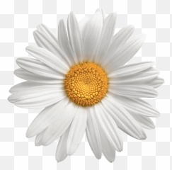 Transparent Background Flower Daisy Png - Daisy Flower Png Transparent,Daisy Transparent Background