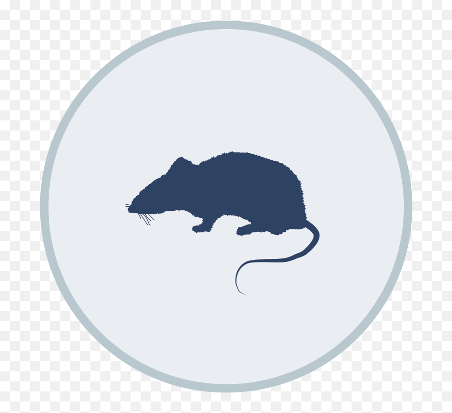 Do It Yourself Pest Control Supplies - Brown Rat Png,Lawn Care Icon Pack