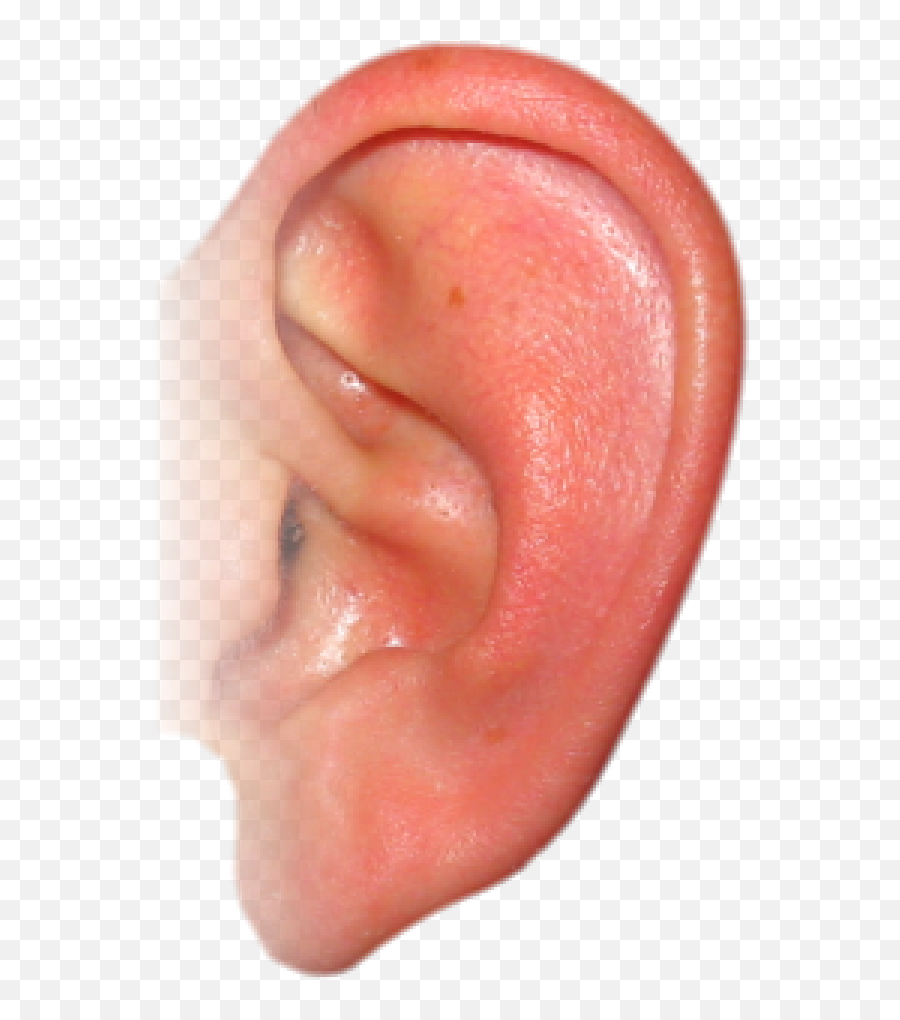 Ear Png Free Download 2 - Real Ear Png,Ear Png