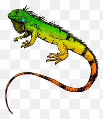 Iguana Vector Png 3 Image - Clipart Transparent Background