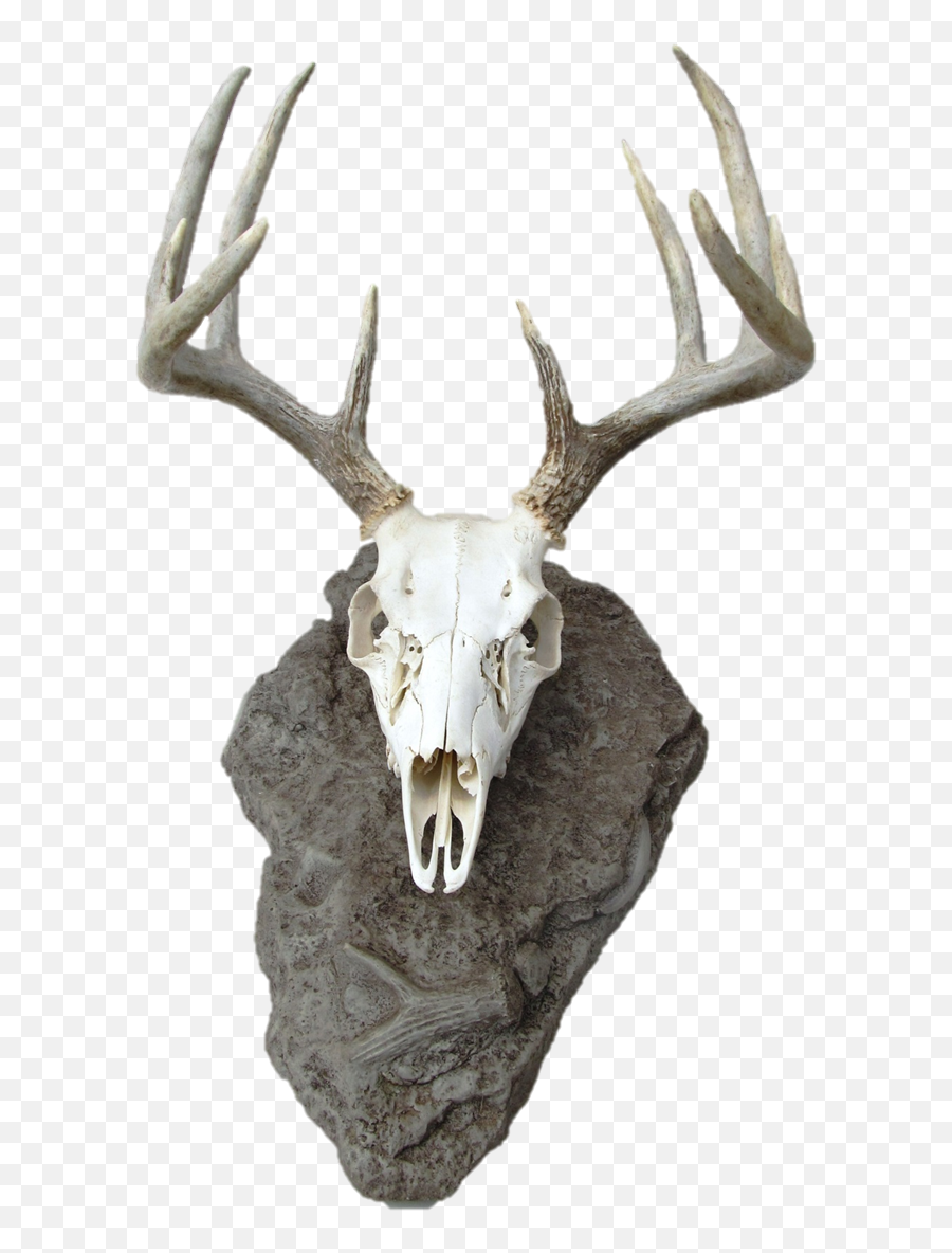 Deer Head Silhouette Png - Deer Skull Png Deer Skull Mount Kerangka Tengkorak Kepala Rusa,Deer Head Png
