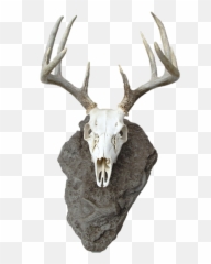 Deer Head Silhouette Png - Deer Skull Png Mount Kerangka Tengkorak Kepala Rusa