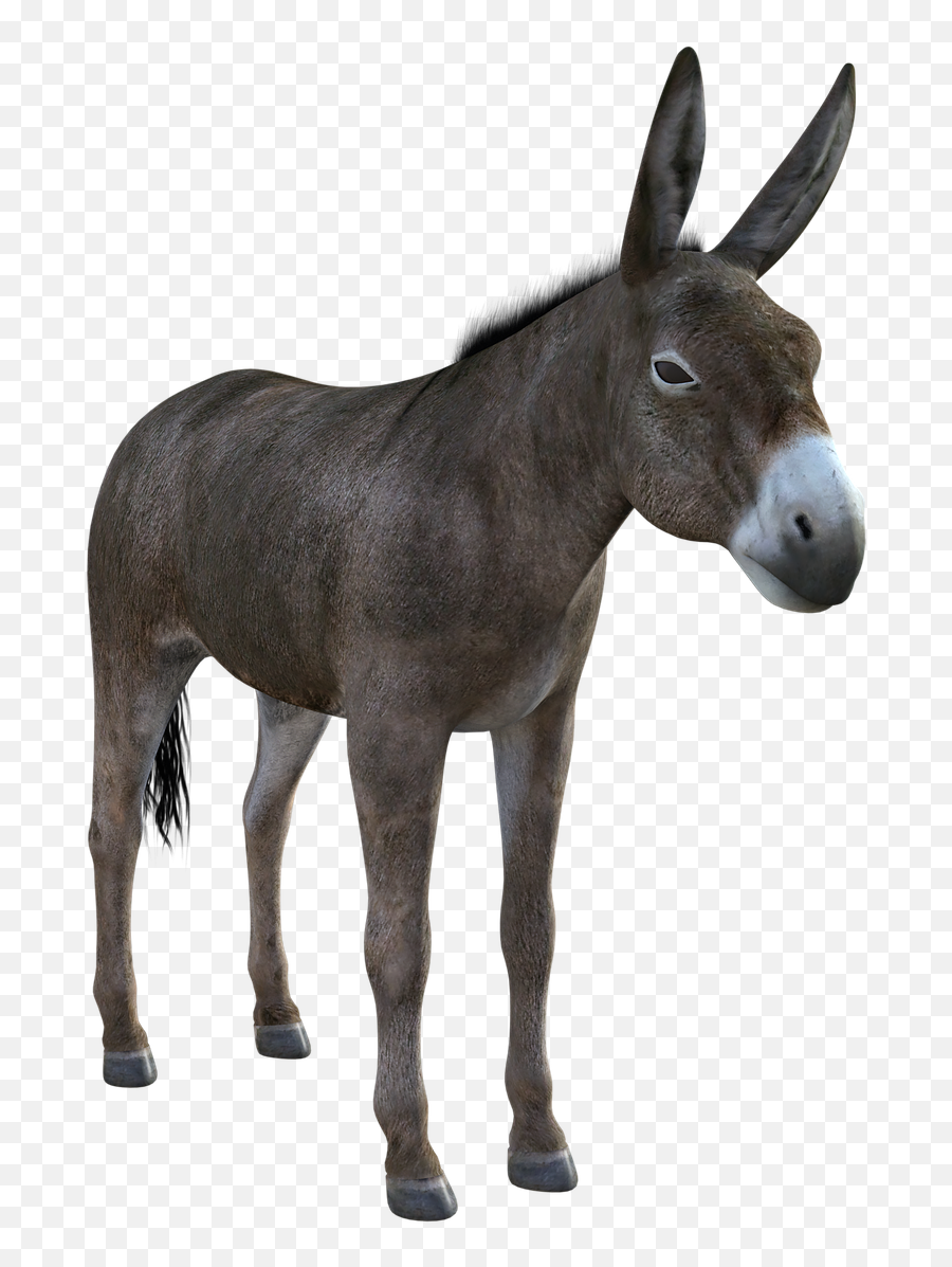 Donkey Mule Animal - Burro Png,Mule Png