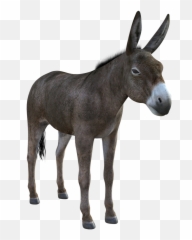 Donkey Mule Animal - Burro Png,Mule Png