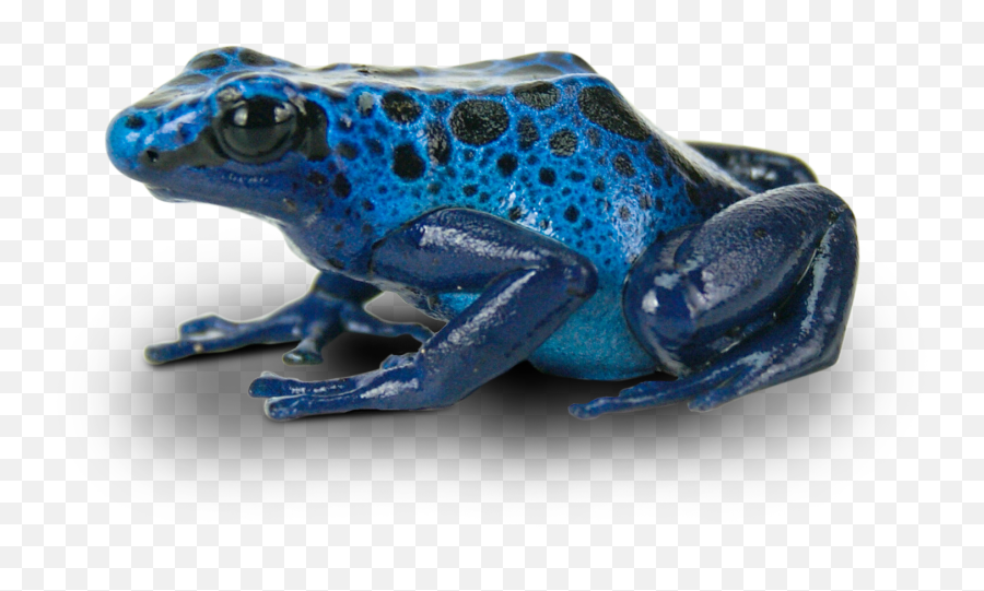 Danu0027s Azureus Classroom Program U0026 Official Rules - Joshu0027s Blue Frogs Transparent Background Png,Frog Transparent Background
