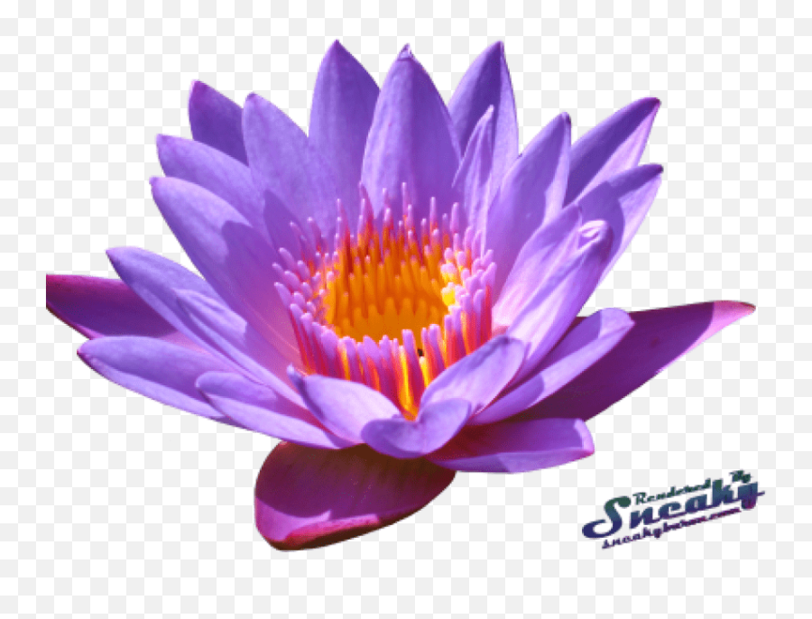 Clipcookdiarynet - Water Lily Clipart Transparent Water Lily Flower Png,Lily Transparent Background