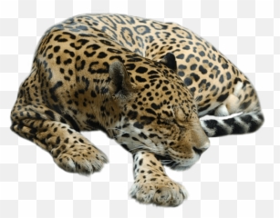 Picture - Zoo Png,Cheetah Png