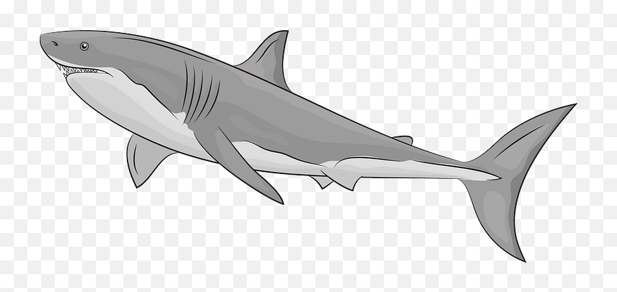 Great White Shark Clipart - Great White Shark Clipart Png,Shark Clipart Png