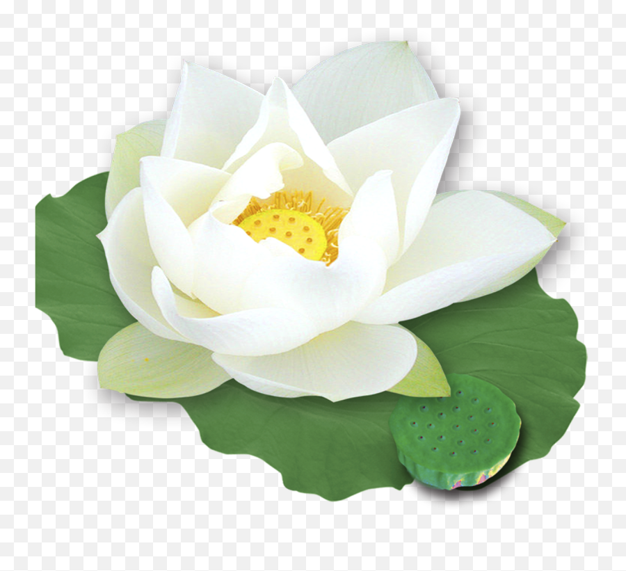 Download Hd Nelumbo Nucifera Template - White Lotus Png,Lotus Flower Png
