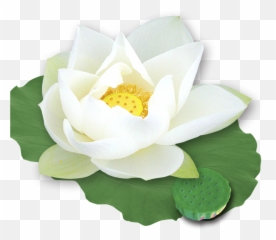Download Hd Nelumbo Nucifera Template - White Lotus Png