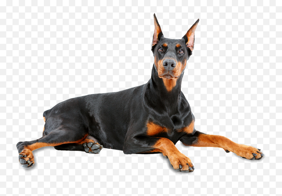 Doberman Pinscher Png 7 Image - Doberman Pinscher Transparent Background,Doberman Png