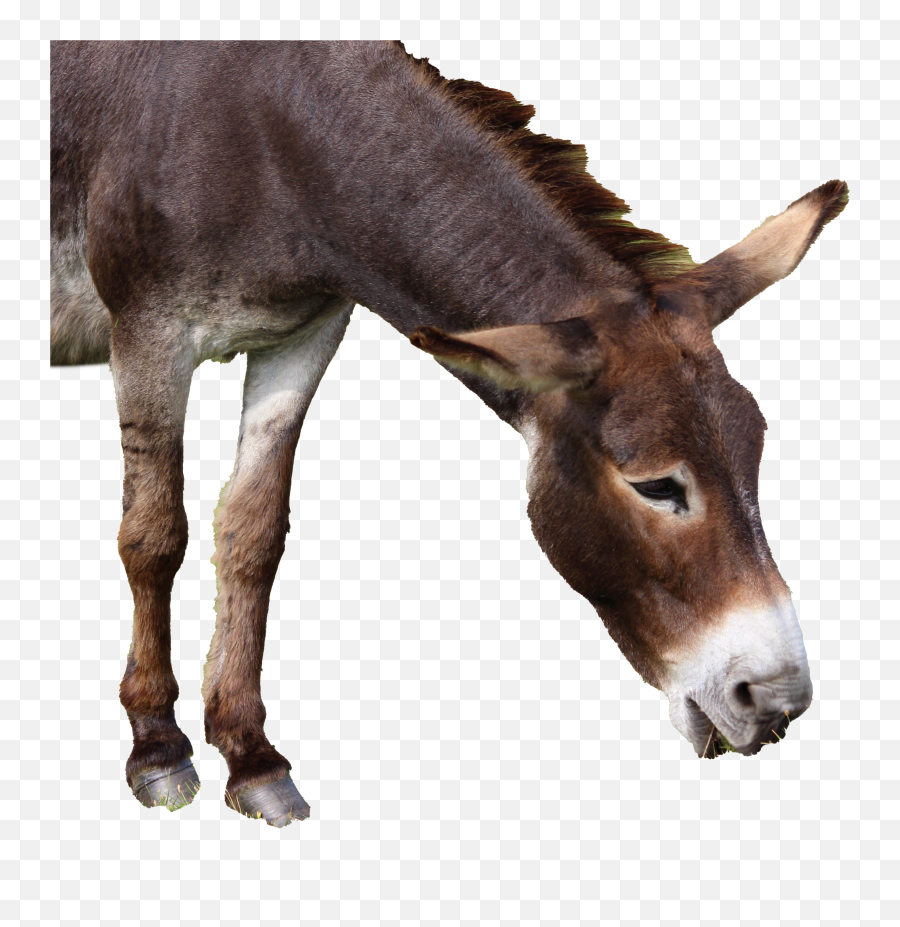 Donkey Transparent Background - Transparent Background Donkey Png,Donkey Transparent