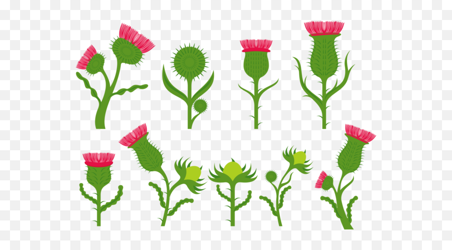 Thistle Flower Vectors - Download Free Vectors Clipart Thistle Cartoons Png,Flower Vector Png