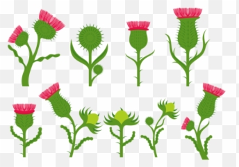 Thistle Flower Vectors - Download Free Clipart Cartoons png
