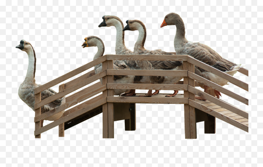 Geese Flying Png - Geese Goose Stairs Stairs Wood Goose,Geese Png