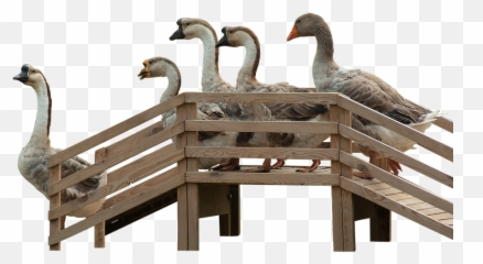 Geese Flying Png - Geese Goose Stairs Stairs Wood Goose,Geese Png