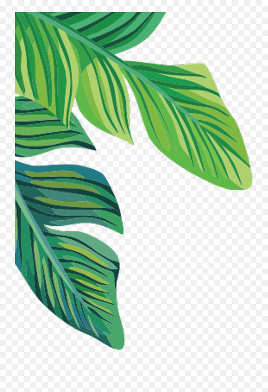 Download Hd Report Abuse - Banana Leaf Transparent Tropical Palm Leaf Transparent Background Png,Banana Transparent Background