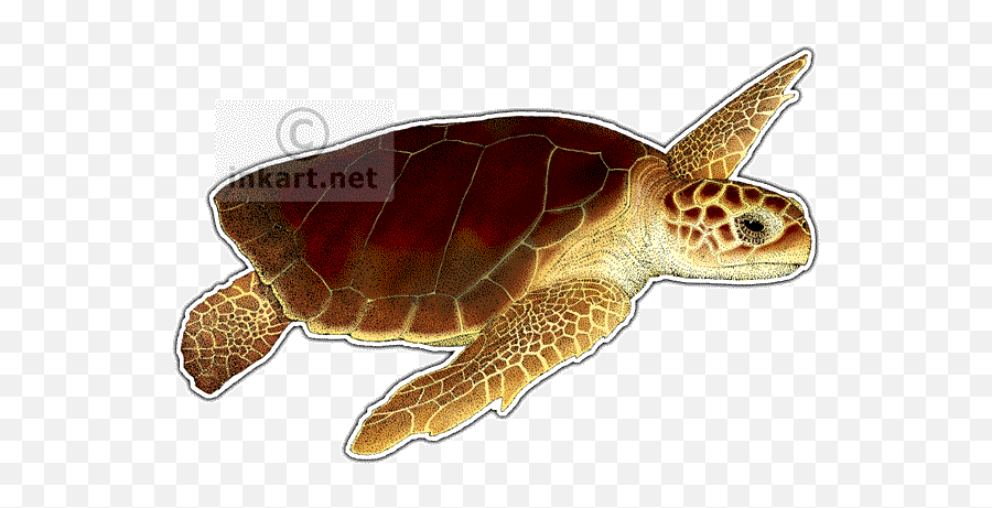 Download - Turtlepngtransparentimagestransparent Png,Sea Turtle Png