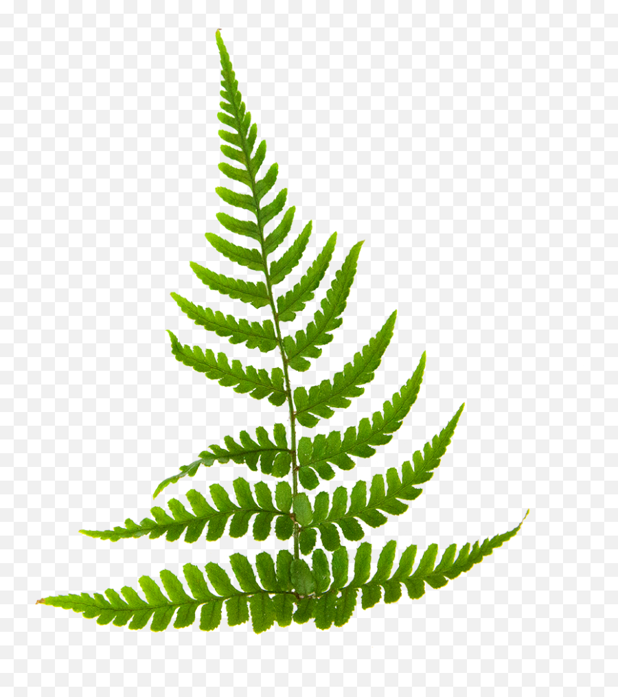 Buy Indoor Ferns - Say What You See Quiz Round Png,Ferns Png