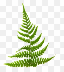 Buy Indoor Ferns - Say What You See Quiz Round Png,Ferns Png