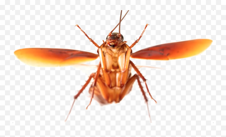 Roach Transparent Background Png Arts - Flying Roach,Cockroach Png