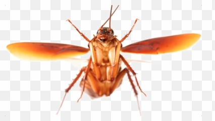 Roach Transparent Background Png Arts - Flying Roach,Cockroach Png