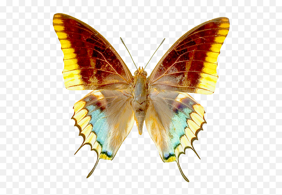 Transparent Butterfly Clipart Gallery - Transparent Monarch Butterfly Wing Mariposa Butterfly Png,Butterflies Transparent